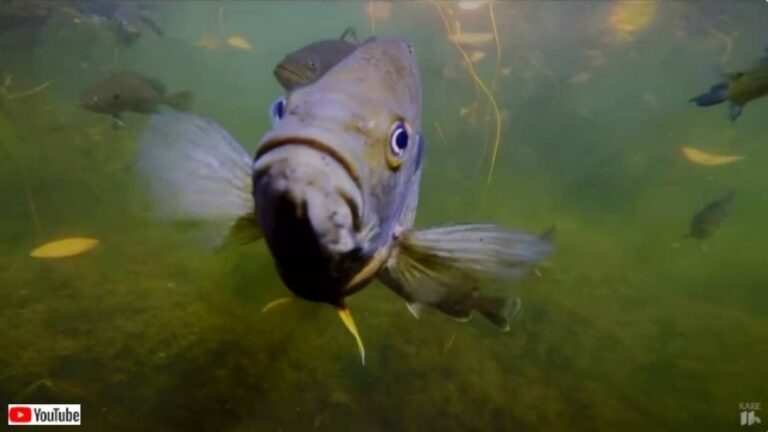 魚もなつくし覚えてる！湖の魚と絆を結んだ女性、9年目の夏の再会を祝う
