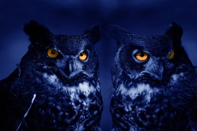 夜型の人は朝型の人より脳の認知能力が優れているとする研究結果