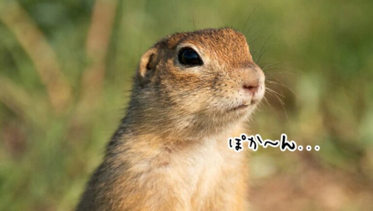 あうちっ！リスがおいしそうにタンポポを食べているところを撮影していたらまさかの刺客
