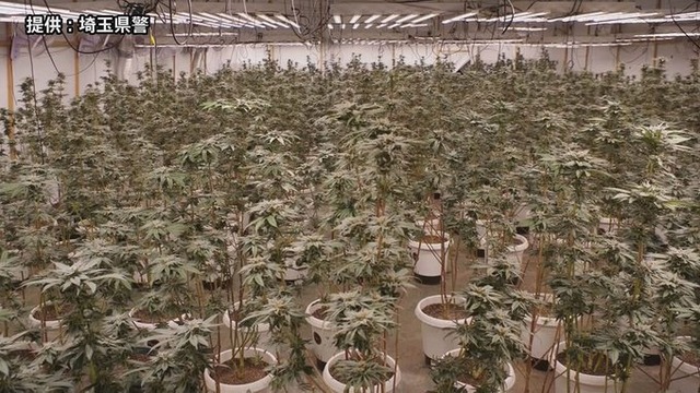 大麻草約2000本、5億円相当を栽培　 国内最大規模の「大麻栽培工場」摘発！密売グループのベトナム人6人逮捕