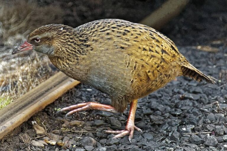 お腹がすきすぎて…サバイバル番組の出場者が絶滅危惧種の鳥を食べてしまう