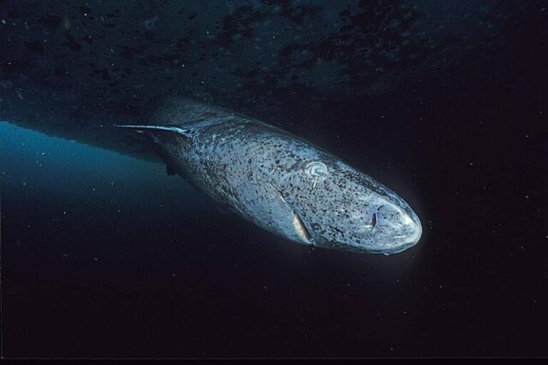 世界最長寿の脊椎動物「ニシオンデンザメ」長生きの理由のひとつは筋肉の代謝にあった