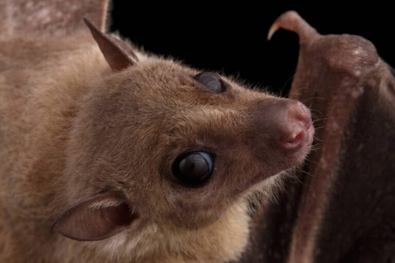 コウモリすごく賢い種が存在する。人間に匹敵する認知能力を持つエジプトルーセットオオコウモリ