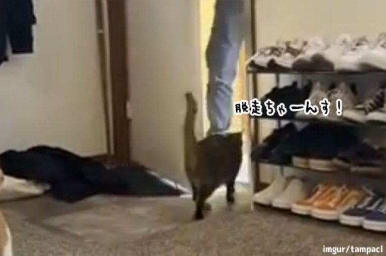 猫あるある。ドアを開けた瞬間に脱走を試みるも、飼い主の方が一枚上手だった。