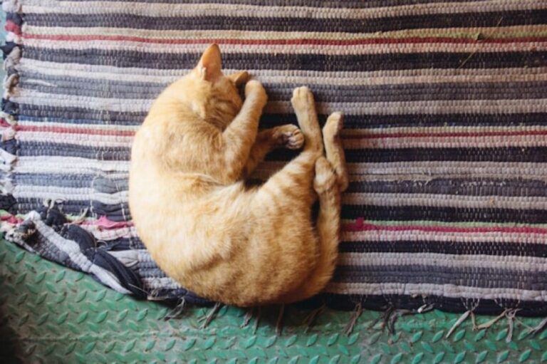 ネコは寝る子。猫の寝姿を人間が真似してみたところ、かわいさが消滅