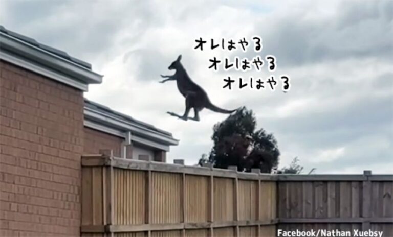 10点10点10点！カンガルーの華麗なる塀越えハイジャンプが超きまってる
