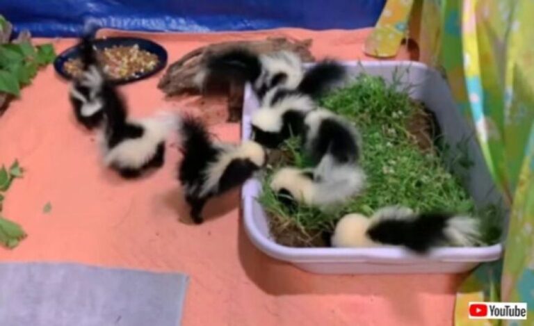 スカンクの赤ちゃんズのお食事タイム「みんなすくすく大きくな～れ！」