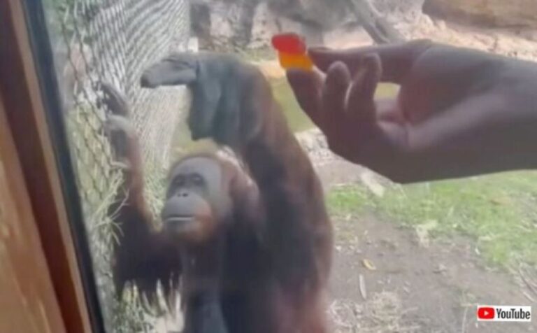 グミ？それは欲しい。来園者のカバンの中身をチェックするオランウータン