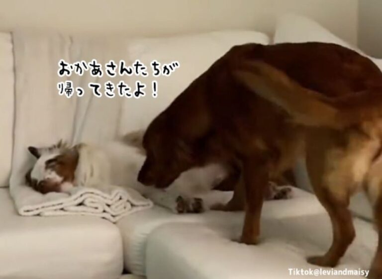 お母さんたち帰ってきたよ！耳の聞こえない弟分の犬をやさしく起こすゴールデンレトリバー