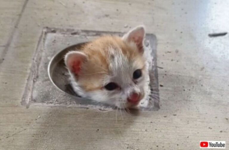 「でられにゃい！」排水口の中から子猫の鳴き声。無事救出に成功！