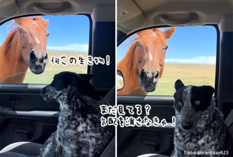 馬に初めて出会った犬、4度見くらいして盛大にキョどる
