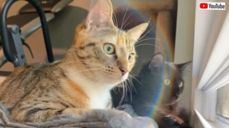 おうちに誰もいないとき、子猫たちは何してる？留守番中の子猫2匹に密着