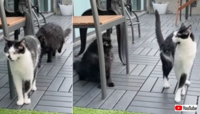 「可愛いがってやる」女王的存在の黒猫が同居猫にちょっかい出し過ぎてウザがられる