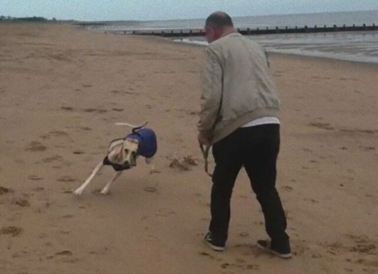 君は自由だ！好きなだけ走っていいんだよ。保護犬が初めての砂浜に大興奮