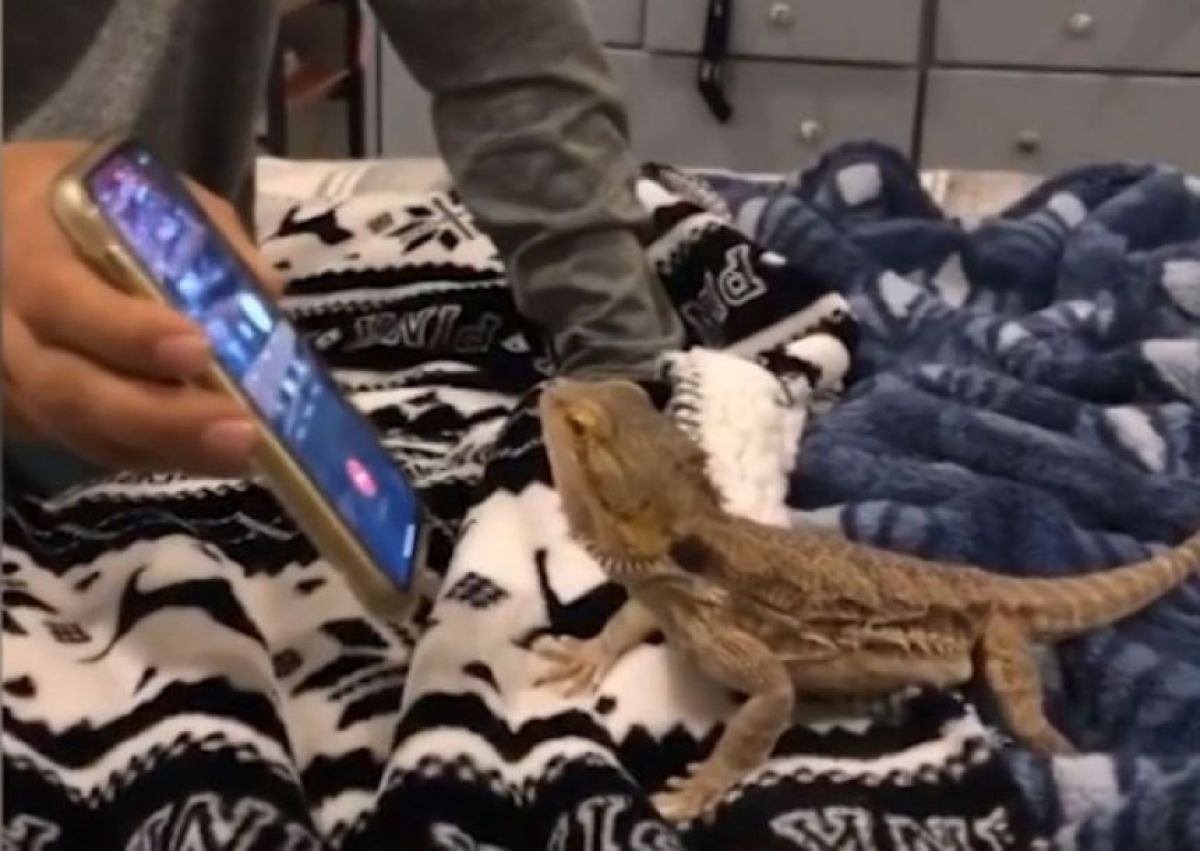 賢いトカゲ、飼い主がスマホの電話を切ってとお願いすると舌でペロリ