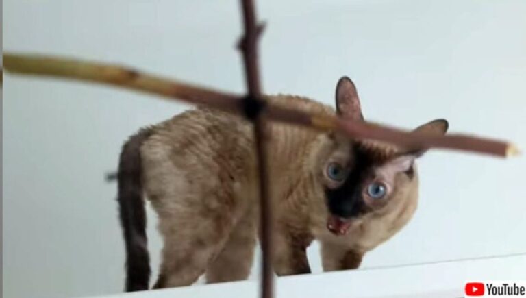 もしかして憑いてる？猫に十字架を向けると猫の中の悪魔がキシャーッ！