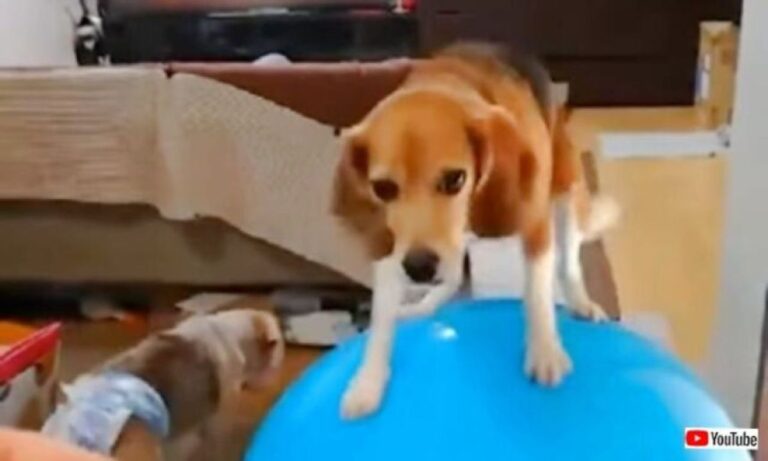 特技？それなら玉乗りだワン！巨大なバランスボールを完璧にコントロールする犬