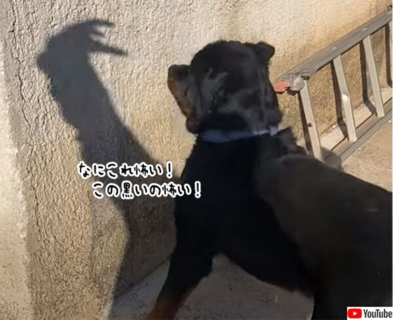何これコワイ！壁にうつった飼い主の手の影におびえる犬