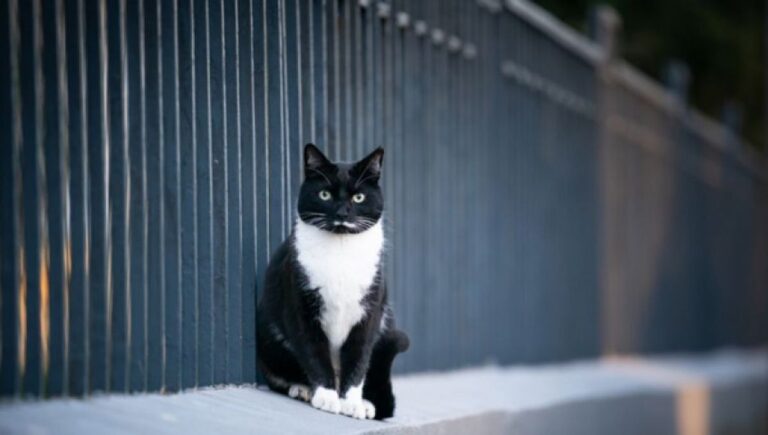サンキューGoogle！ストリートビューに今は亡き愛猫の姿を見て胸を熱くした飼い主