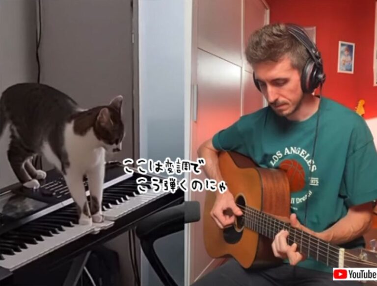 猫のキーボード演奏に合わせてギターを弾いたら、最高にクールな曲が完成！（要音声）
