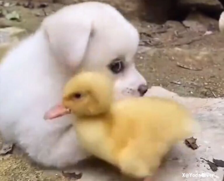 こんな動画だけ見ていたい。子犬とアヒルの子のらぶりんちょモードでセロトニンがあふれ出る