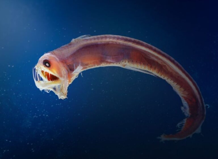 頭のサイズに対して最も大きな歯を持つギネス記録を持っている魚「ホウライエソ」
