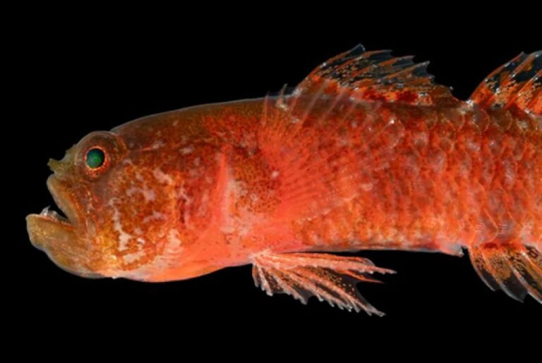 おこなの？しかめっ面の新種の魚が発見され「不機嫌なドワーフハゼ」と名付けられる