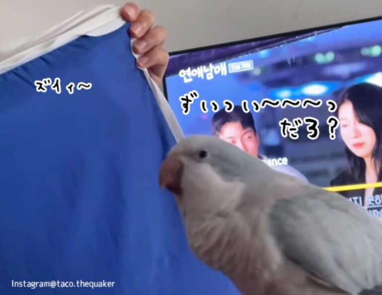 ファスナーの開閉音を上手にマネするオキナインコ。動きまでマネちゃうぞ！（要音声）
