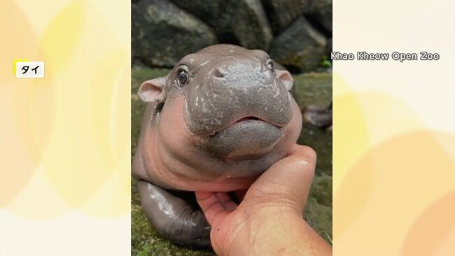 【悲報】タイの赤ちゃんカバ、可愛すぎてSNSでバズりまくり客が殺到→ガチで胸糞な事態に・・・
