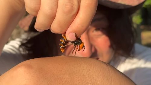 生物専門家ユーチューバー「オオスズメバチに刺されてみた！」ﾁｸｯ→数日後、とんでもないことに・・・