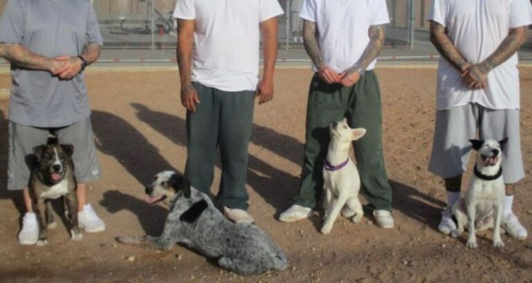 保護犬のしつけを行う更生プログラムを取り入れた刑務所。受刑者と犬に特別な絆