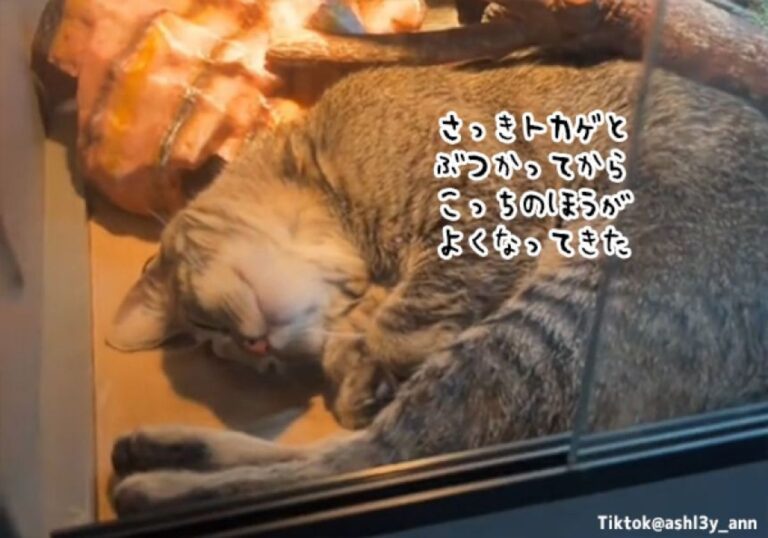 ぶつかって中身が入れ替わる系か？猫がトカゲでトカゲが猫で？