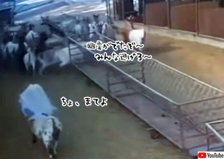 幽霊がでたぞ～！ヤギたちが一斉に逃げ回り餌も食べない。監視カメラで確認すると…