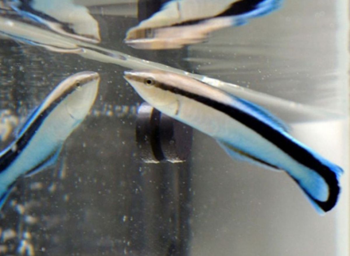 魚は鏡に映った自分の大きさを認識し、ライバルに勝てるかどうかを判断する