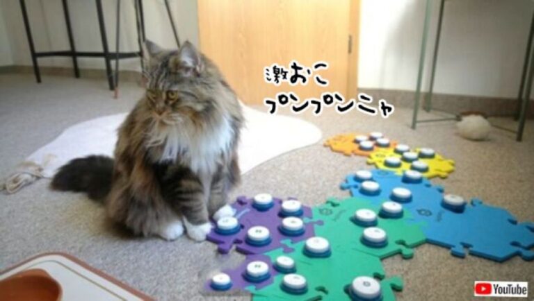 「おこ」をサウンドボードで主張する猫、美味しいご飯で手を打つニャ！
