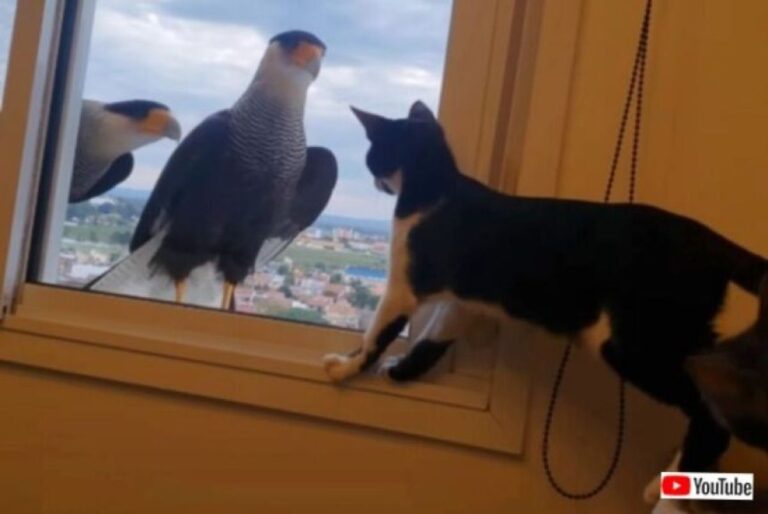 窓ガラスの向こうとこちらでコンニチハ！猛禽類の鳥たちと2匹の猫の興味津々エンカウント