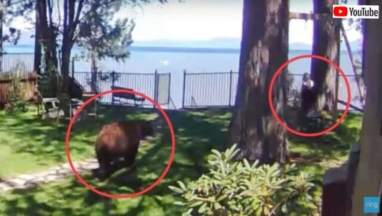 裏庭でブランコに乗っていた少女にクマが接近！間一髪で無事に避難に成功する