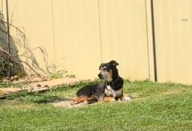 庭に出ると必ず、9年間共に過ごした亡き相棒のお墓の上で横たわる犬