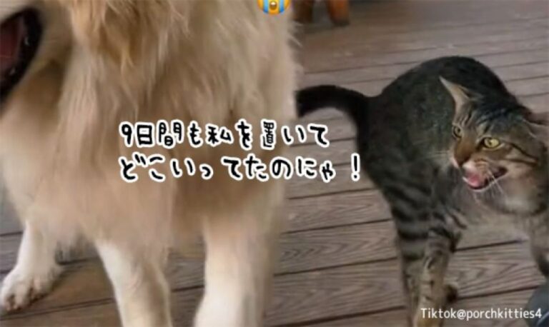 9日ぶりに大好きな犬と再会した猫、怒りと安堵とうれしさが交差し、引っ付いて離れない