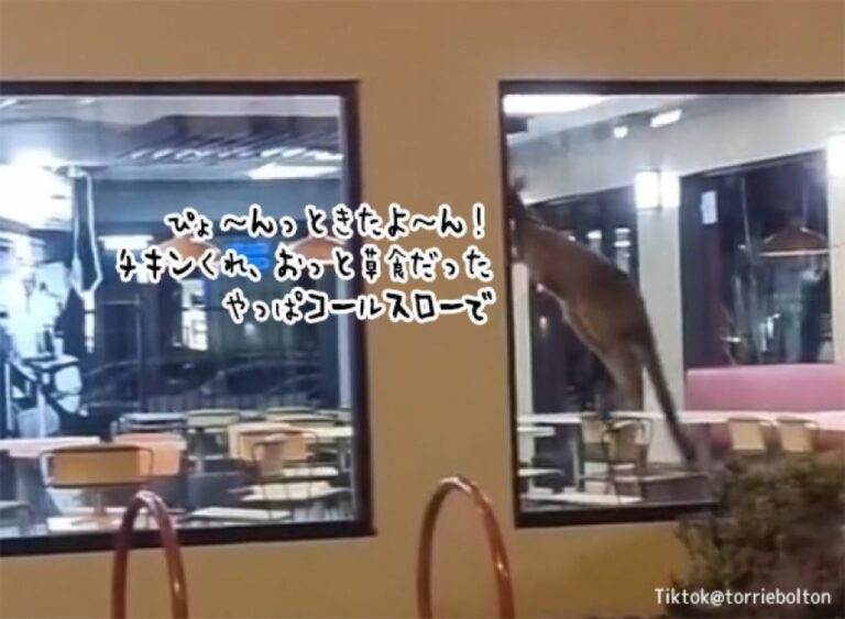 ごらん、これがオーストラリアだよ。カンガルーがKFCにご来店、店内を飛び跳ねる