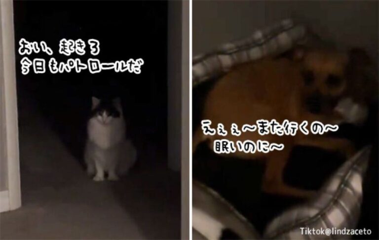 毎晩猫の深夜のパトロールに付き合わされる犬のトホホ
