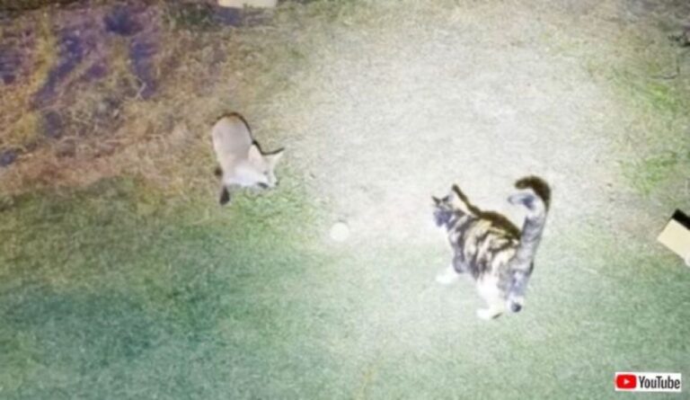 真夏の夜の夢？子ギツネと猫が仲良く一緒にボールで遊ぶファンタジーな世界