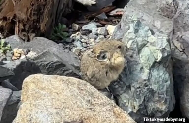 マウンテンハムスター？学生がハイキング中目撃したまるっぽかわいいこの動物の正体は？