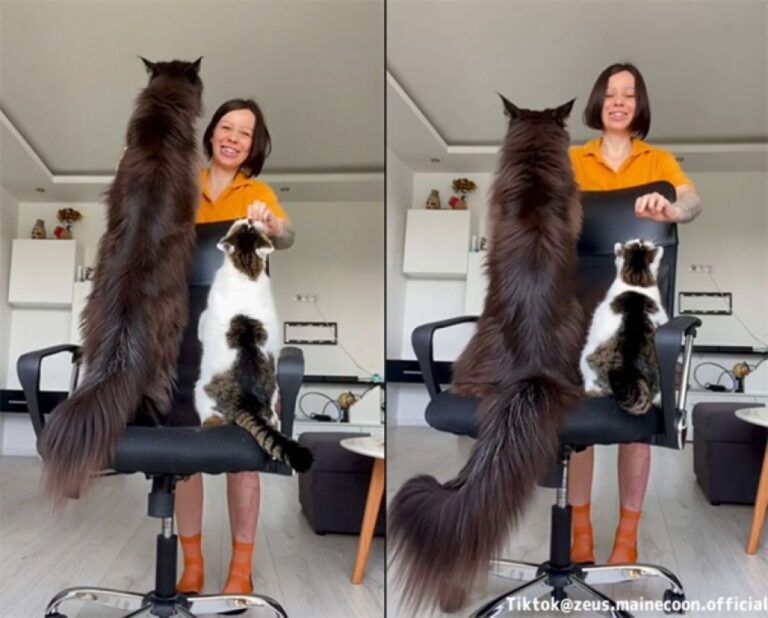 大きさが違い過ぎるだろ！普通の猫とメインクーンを同じ椅子の上で比較してみた