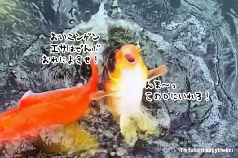 ジャイアンな鯉がいた！仲間を押しのけ、餌を独り占めしようと大暴れ