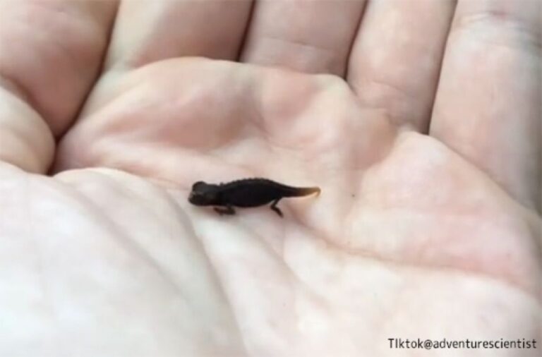 君に会いたかった！世界最小種のトカゲ発見に大喜びの生物学者