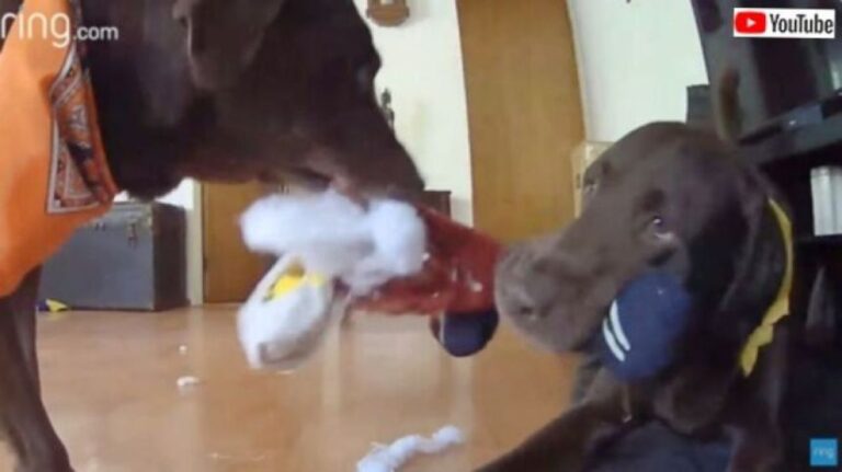監視カメラは見た！愛犬たち、飼い主の居ぬ間にオモチャを咥えてやりたい放題