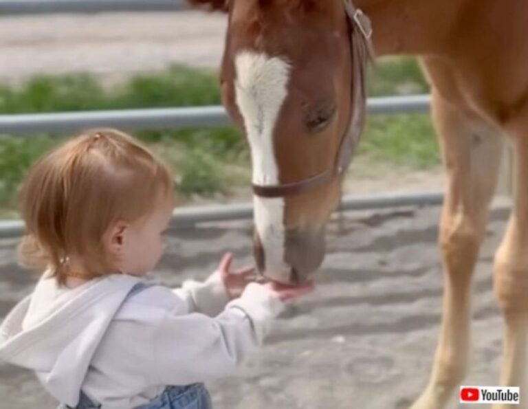 「お馬さん、大好き！」小さな女の子と馬たちのキュートな触れ合い物語