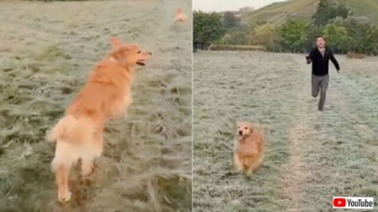ペットを撮影してSNSに投稿するのは大変！犬の飼い主の見えない苦労を覗いてみよう