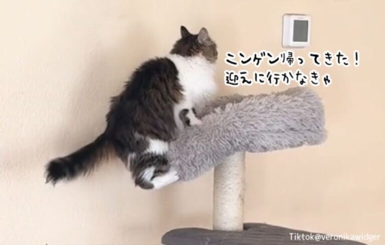 目の見えない猫が飼い主の帰宅時、急いでキャットタワーから降りようとする姿に涙